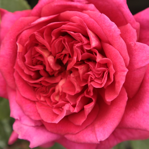 Web trgovina ruža - Crvena  - čajevke - - - Rosa  L'Ami des Jardins - Dominique Massad - -